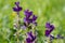 Salvia viridis or annual clary, orval on green meadow