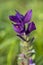 Salvia viridis or annual clary, orval on a meadow