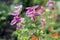 Salvia viridis flowers in bllom, annual clary sage pink purple flowering plant, garden flower