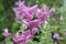 Salvia viridis purple pink flower in bloom