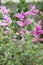 Salvia viridis purple pink flower in bloom