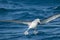 Salvin`s Mollymawk Albatross in Australasia