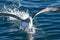 Salvin`s Mollymawk Albatross in Australasia
