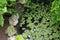 Salvinia natans and maidenhair grow near the pond