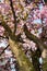 Salzburg Mirabellgarten, magnolia tree in spring