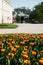 Salzburg Mirabellgarten, tulips amd the castle