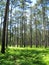 Sam Houston National forest