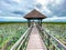 Sam Roi Yot Freshwater Marsh, Walk over the marsh, Bueng Bua Wood Boardwalk in Sam Roi Yot national park in Prachuap