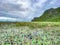 Sam Roi Yot Freshwater Marsh, Walk over the marsh, Bueng Bua Wood Boardwalk in Sam Roi Yot national park in Prachuap