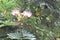 Samanea saman pink flowers blooming on green leaves and tree with copy space closeup in the garden.