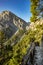Samaria gorge forest in mountains pine fir trees green landscape background