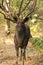 Sambah Deer - Gir National Park