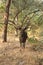 Sambah Deer - Gir National Park