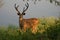 Sambah Deer, Ranthambore