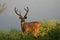 Sambah Deer, Ranthambore