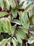Sambang dara plant Latin Excoecaria cochinchinensis