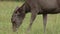 Sambar deer and barking deer grazing in khao yai national  park thailand