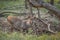 A Sambar deer buck drinking from a puddle in the forest jungle in India.