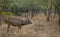 A Sambar Deer buck standing in the jungle of Ranthambore National Park