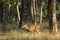 Sambar Deer Calf Walking through the Woods