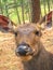 Sambar Deer - Close up