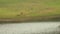 Sambar deer crossing a river in Kerala India.