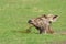 Sambar Deer foraging