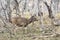 Sambar deer in the forest with a treepie clinging on to its neck.