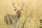 Sambar Deer in the Grassland