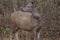 Sambar deer at the kabini forest area