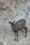 Sambar Deer licking salt near big rock
