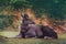 Sambar deer lying on green field at khao yai national park thailand