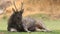 Sambar deer lying on wilderness field