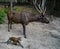 Sambar deer and a monkey