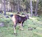 Sambar Deer at Motithang Takin Preserve, Thimphu, Bhutan.