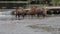 sambar deer in natural river of khao yai national park one of most popular traveling destination in thailand