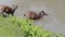 sambar deer in natural river of khao yai national park one of most popular traveling destination in thailand