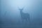 Sambar deer in the nature habitat during misty morning.
