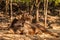 Sambar deer in the park at Tiger Temple, Thailand