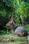 Sambar deer portrait