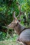 Sambar deer portrait