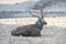 Sambar Deer resting in the Field