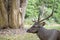 Sambar Deer Ruminant in nature reserve