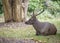 Sambar Deer Ruminant in nature reserve