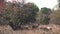 sambar deer stand near a flame of the forest tree at tadoba