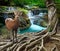 sambar deer standing beside bayan tree root in front of lime stone water falls at deep and purity forest use for wild life in nat