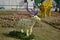 Sambar deer statue flower art