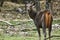 Sambar Deer at the water body quenching thirst at Pench National Park