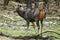 Sambar Deer at the water body quenching thirst at Pench National Park