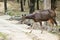 Sambar Deer at the water body quenching thirst at Pench National Park